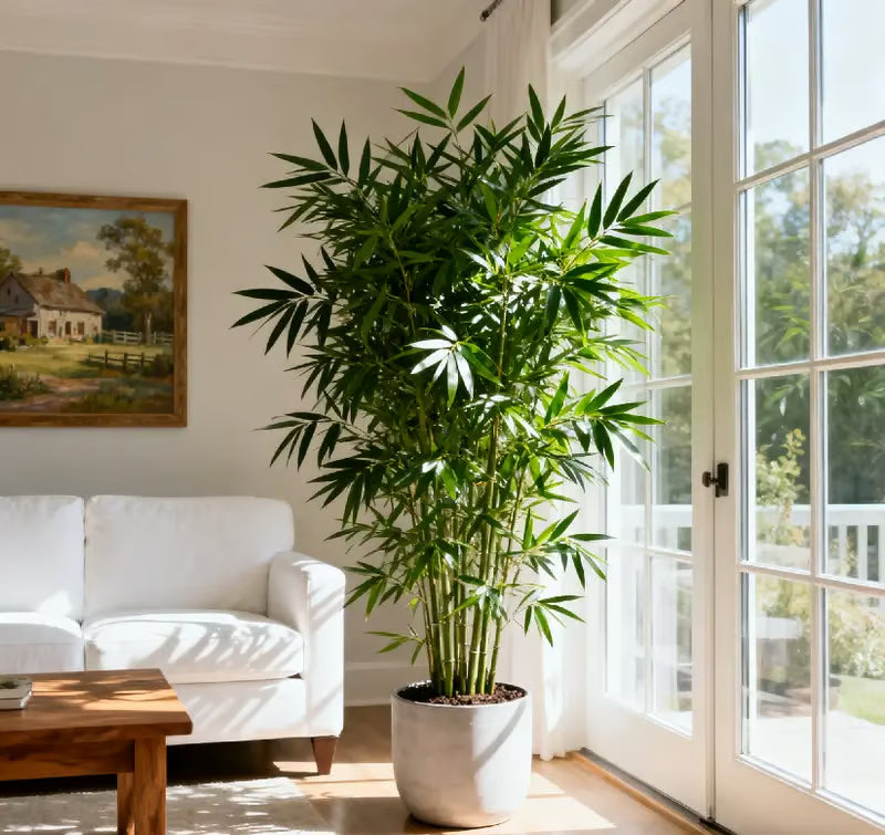Lucky Bamboo Cypress Seeds ~ Grow lush evergreen greenery right at home.