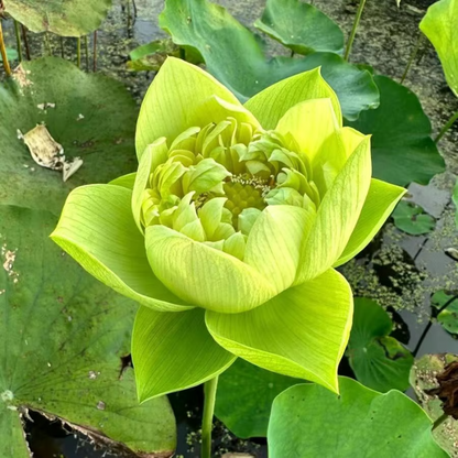 Sacred Bonsai Bowl Lotus Flower seeds ~ Grow vibrant blooms in bowls, pots, or patios