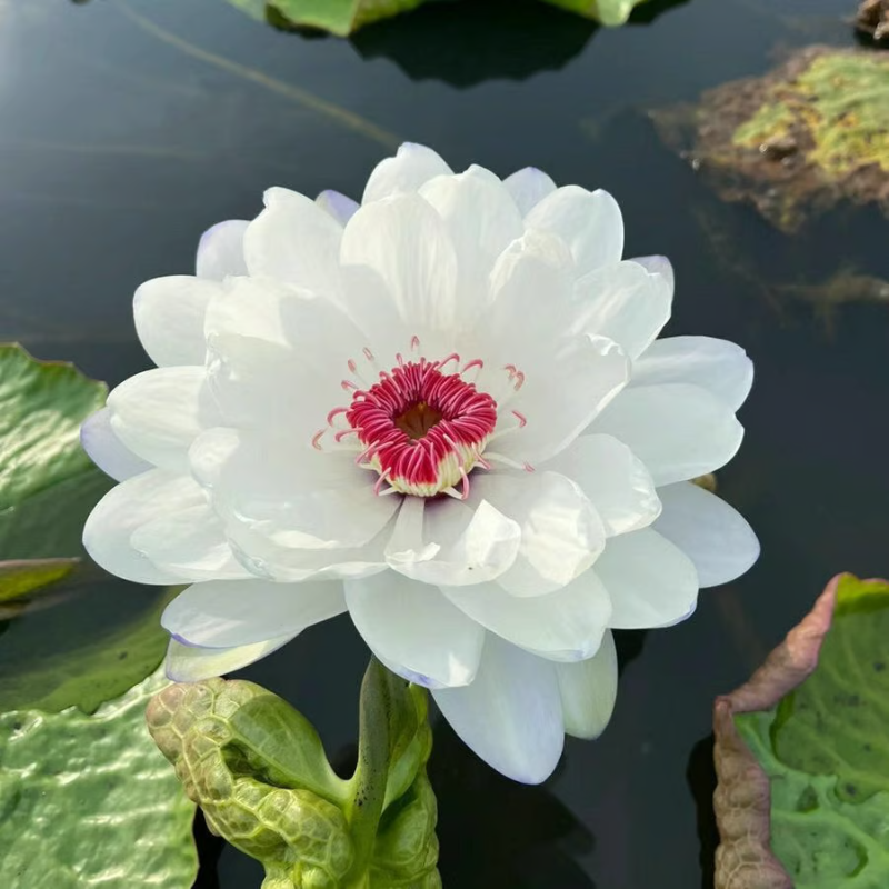 Sacred Bonsai Bowl Lotus Flower seeds ~ Grow vibrant blooms in bowls, pots, or patios