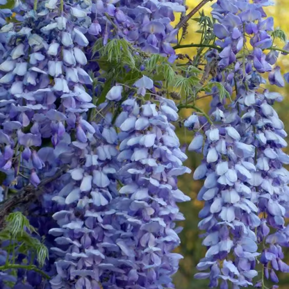 Wisteria Seeds ~ Grow stunning flower-covered walls and arches.