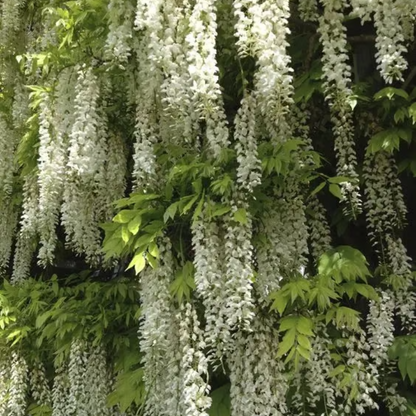 Wisteria Seeds ~ Grow stunning flower-covered walls and arches.