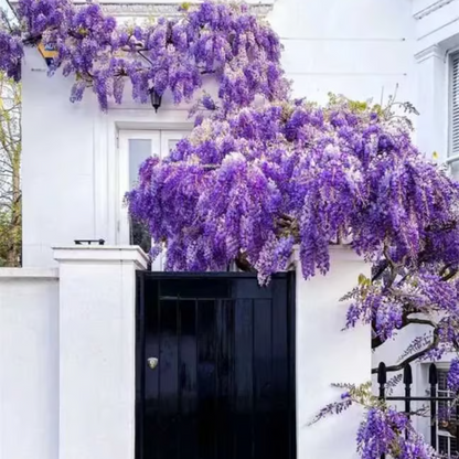 Wisteria Seeds ~ Grow stunning flower-covered walls and arches.