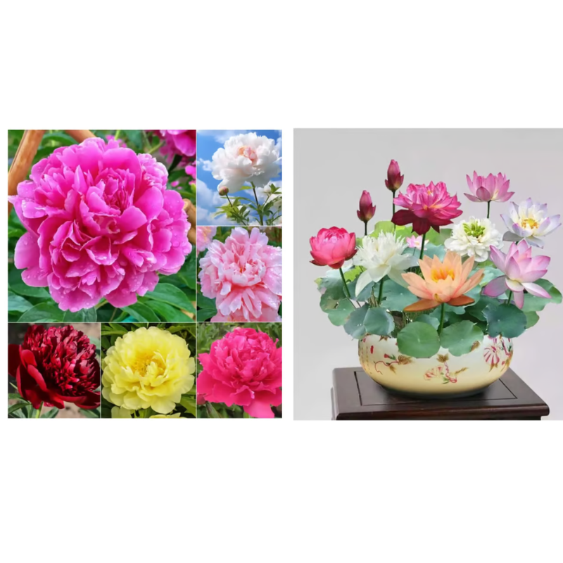 Double Petaled Peony Seeds ~ Grow lush, layered blooms that wow every spring