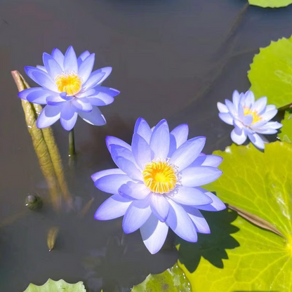 Sacred Bonsai Bowl Lotus Flower seeds ~ Grow vibrant blooms in bowls, pots, or patios