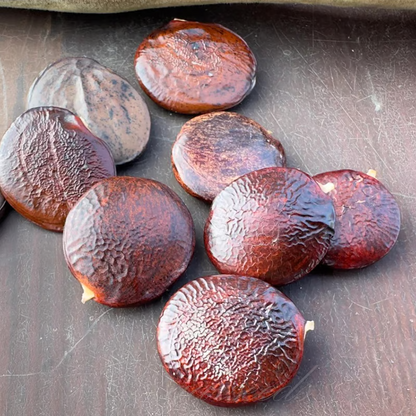 Wisteria Seeds ~ Grow stunning flower-covered walls and arches.