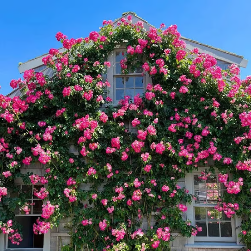 Climbing Rose Seeds ~ Transform fences into floral walls naturally.