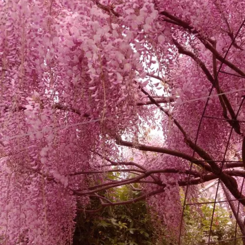 Wisteria Seeds ~ Grow stunning flower-covered walls and arches.