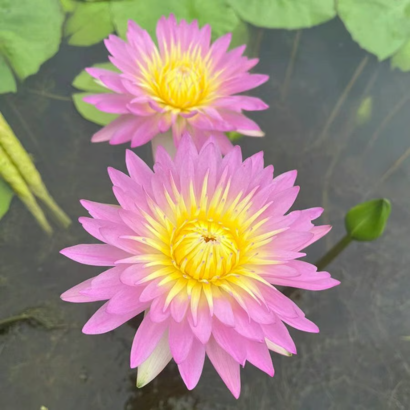 Sacred Bonsai Bowl Lotus Flower seeds ~ Grow vibrant blooms in bowls, pots, or patios