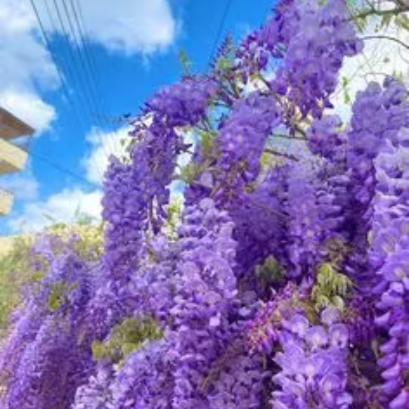 Wisteria Seeds ~ Grow stunning flower-covered walls and arches.