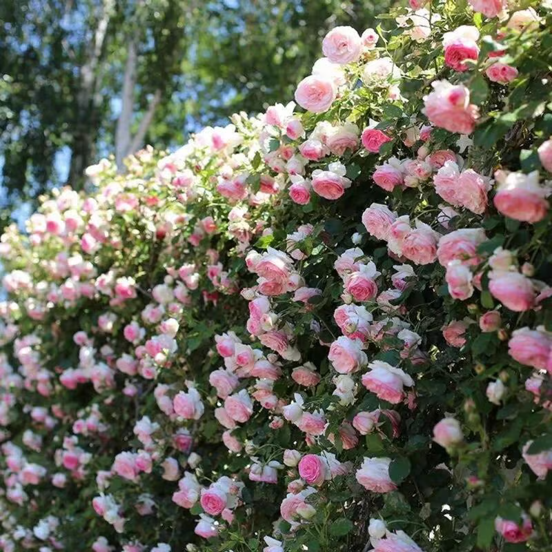 Climbing Rose Seeds ~ Transform fences into floral walls naturally.