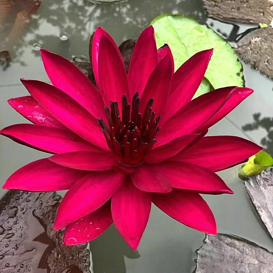 Lotus Flower Seeds ~ Because inner peace won’t sprout on its own.