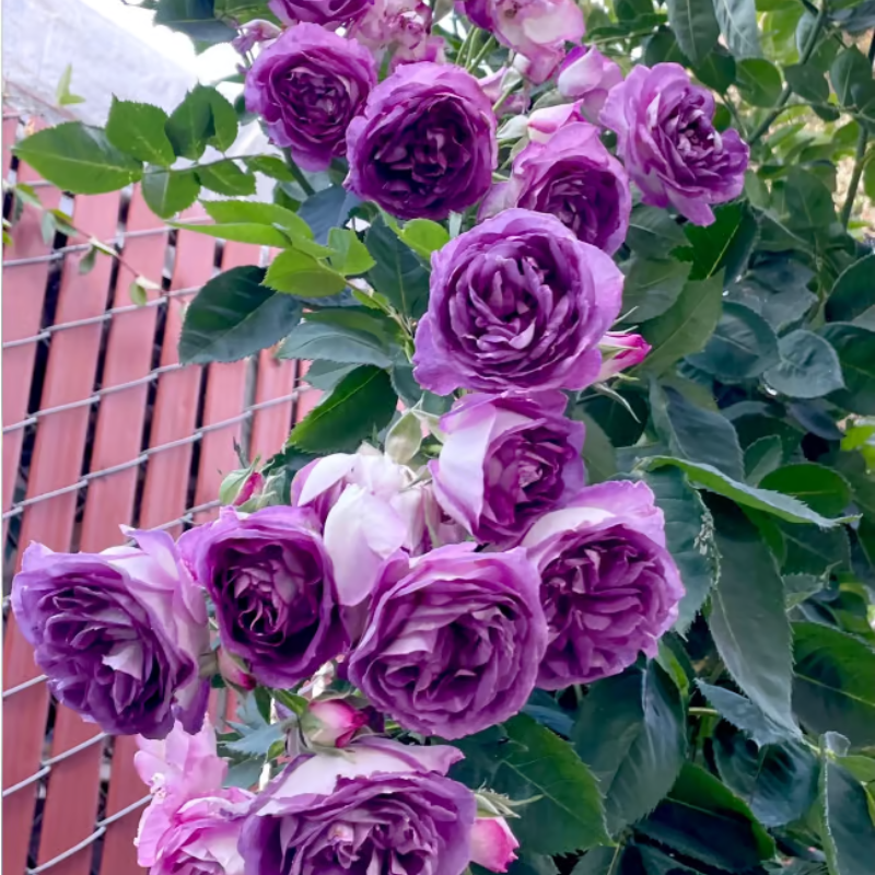 Climbing Rose Seeds ~ Transform fences into floral walls naturally.
