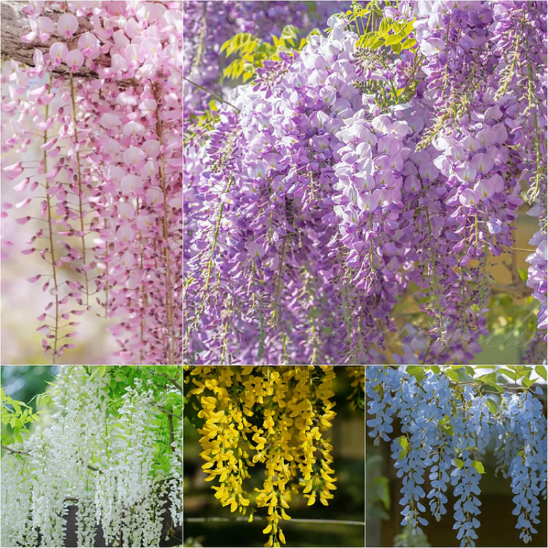 Wisteria Seeds ~ Grow stunning flower-covered walls and arches.
