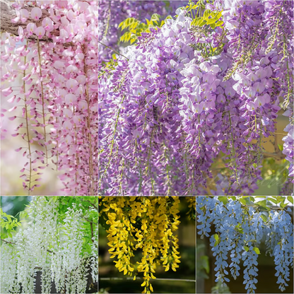 Wisteria Seeds ~ Grow stunning flower-covered walls and arches.