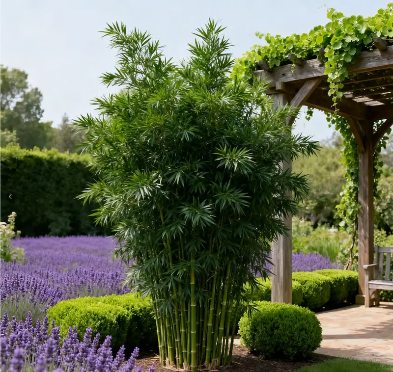 Lucky Bamboo Cypress Seeds ~ Grow lush evergreen greenery right at home.