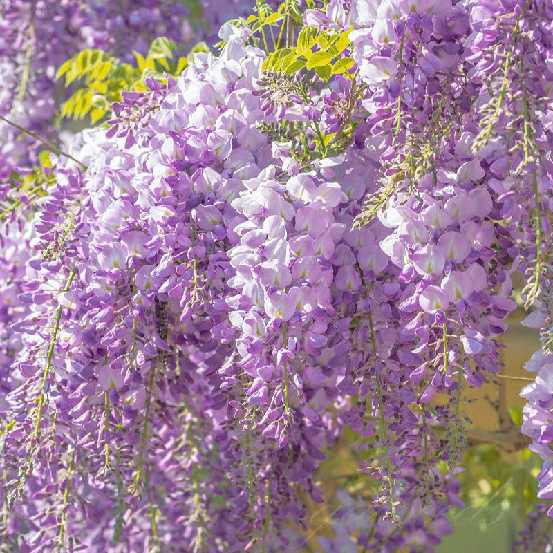 Wisteria Seeds ~ Grow stunning flower-covered walls and arches.