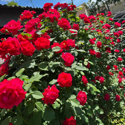 Climbing Rose Seeds ~ Transform fences into floral walls naturally.