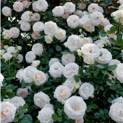 Climbing Rose Seeds ~ Transform fences into floral walls naturally.
