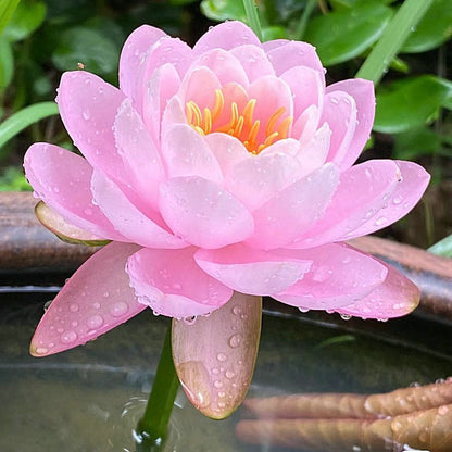 Lotus Flower Seeds ~ Because inner peace won’t sprout on its own.