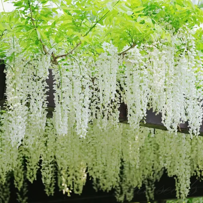 Wisteria Seeds ~ Grow stunning flower-covered walls and arches.