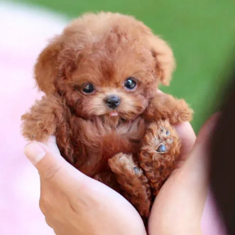 Realistic Robot Puppy ~ The dog your landlord can’t ban.
