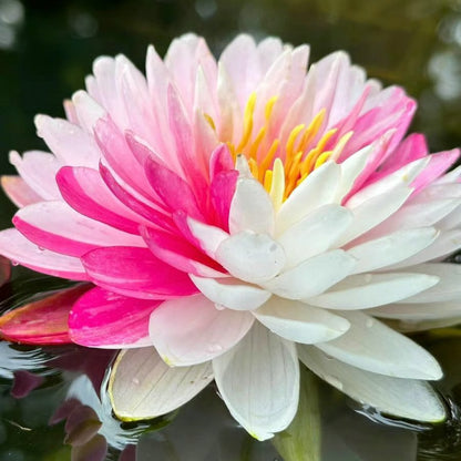 Lotus Flower Seeds ~ Because inner peace won’t sprout on its own.
