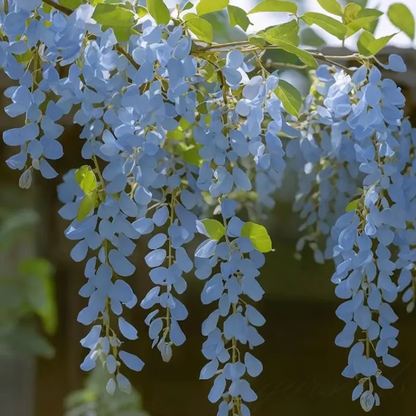 Wisteria Seeds ~ Grow stunning flower-covered walls and arches.