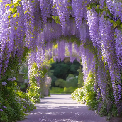 Wisteria Seeds ~ Grow stunning flower-covered walls and arches.