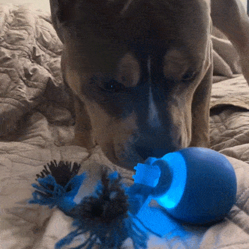 Smart Rolling Pet Ball ~ Turn boredom into chase time for your dog.
