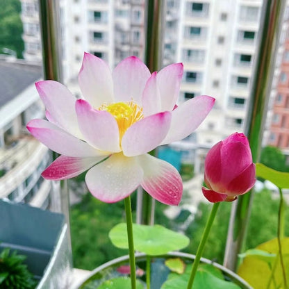 Lotus Flower Seeds ~ Because inner peace won’t sprout on its own.