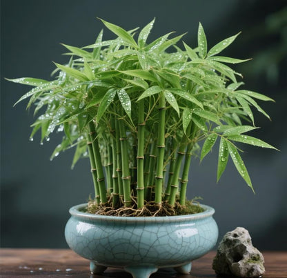 Lucky Bamboo Cypress Seeds ~ Grow lush evergreen greenery right at home.