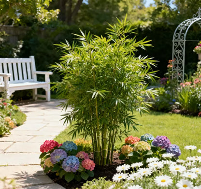 Lucky Bamboo Cypress Seeds ~ Grow lush evergreen greenery right at home.