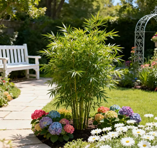 Lucky Bamboo Cypress Seeds ~ Grow lush evergreen greenery right at home.