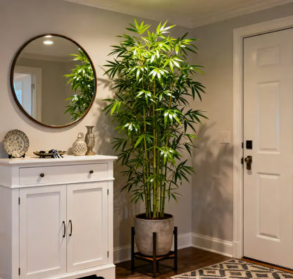 Lucky Bamboo Cypress Seeds ~ Grow lush evergreen greenery right at home.
